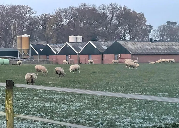 Tranquil Forest By A Pond In Veluwe, Sleeps 4 Chalet
