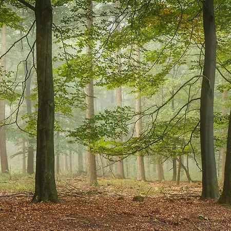 Tranquil Forest By A Pond In Veluwe, Sleeps 4 Chalet